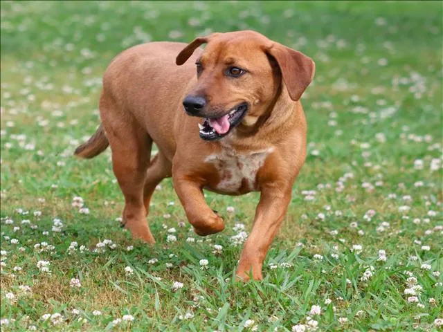 A young medium-sized female Dachshund dog named Pepper for adoption in Appling, GA
