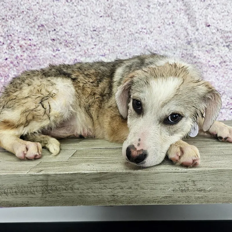 A baby medium-sized female Brown / Chocolate Labrador Retriever dog named Samantha for adoption in Normal, IL