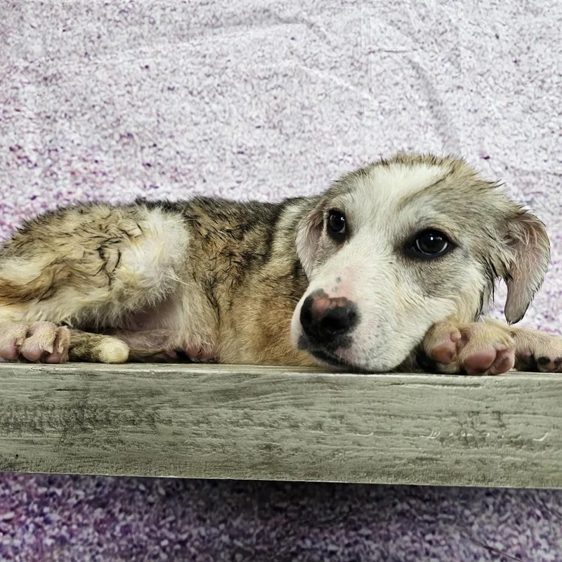 Samantha thumbnail 2