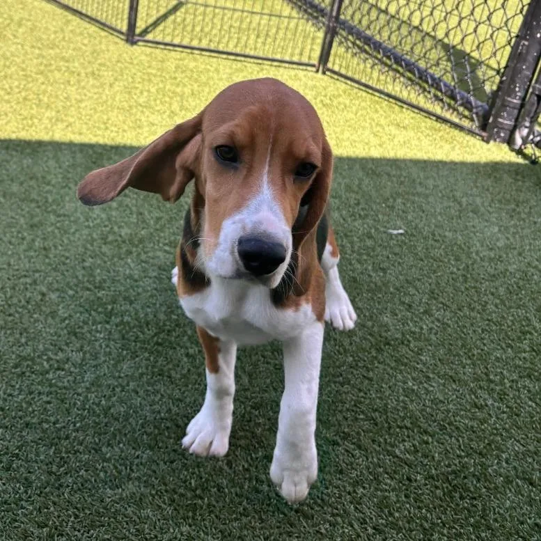A baby small-sized male Yellow / Tan / Blond / Fawn Beagle dog named ATH  aka Quentin for adoption in LOXAHATCHEE, FL