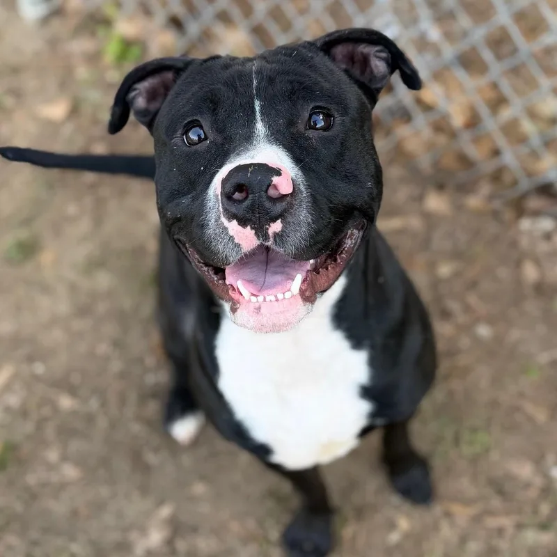 An adult large-sized male Black Mixed Breed dog named Apollo for adoption in Summerdale, AL