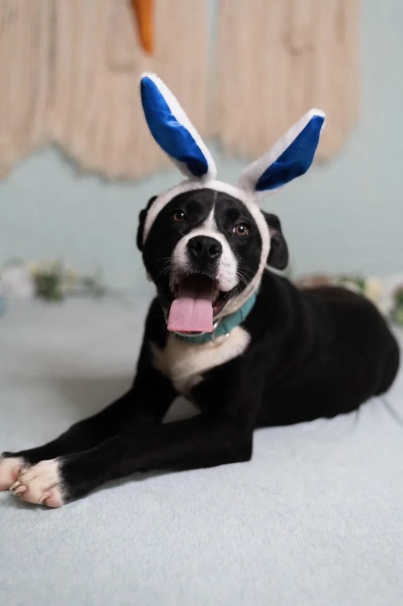 A baby medium-sized male Black Labrador Retriever dog named Ash for adoption in Manhasset, NY
