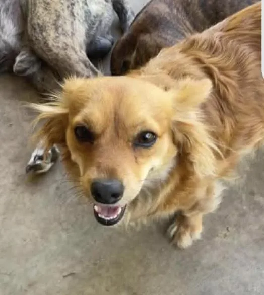 A young small-sized female Golden Papillon dog named Sophie for adoption in New York, NY