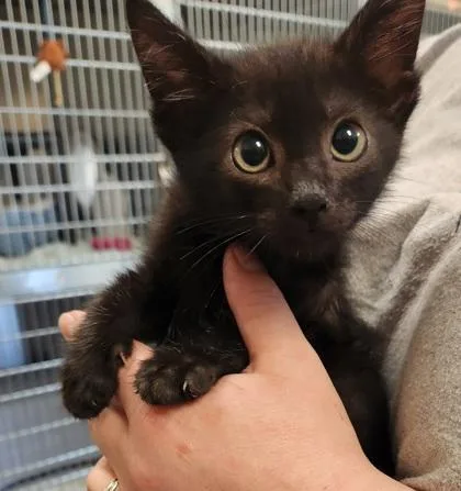 A baby small-sized male Domestic Short Hair cat named Ned Leeds for adoption in Independence, MO