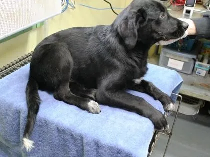 A baby large-sized male Labrador Retriever dog named Mickey for adoption in Picayune, MS