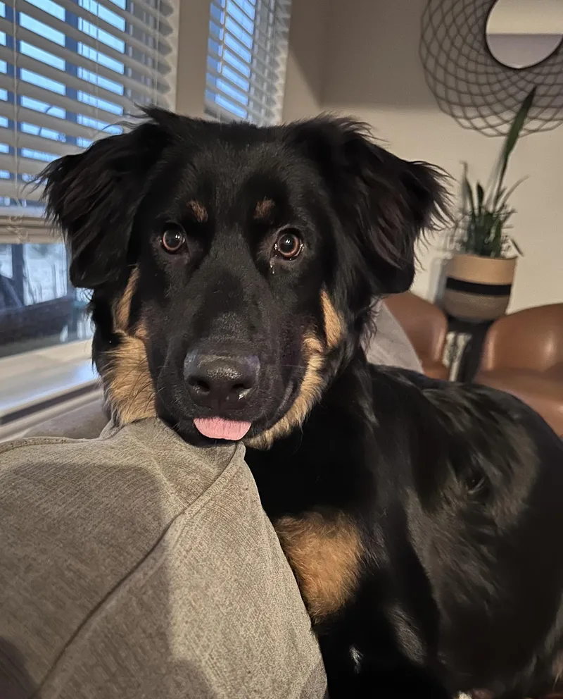 A young large-sized male German Shepherd Dog dog named Montana for adoption in Dallas, TX