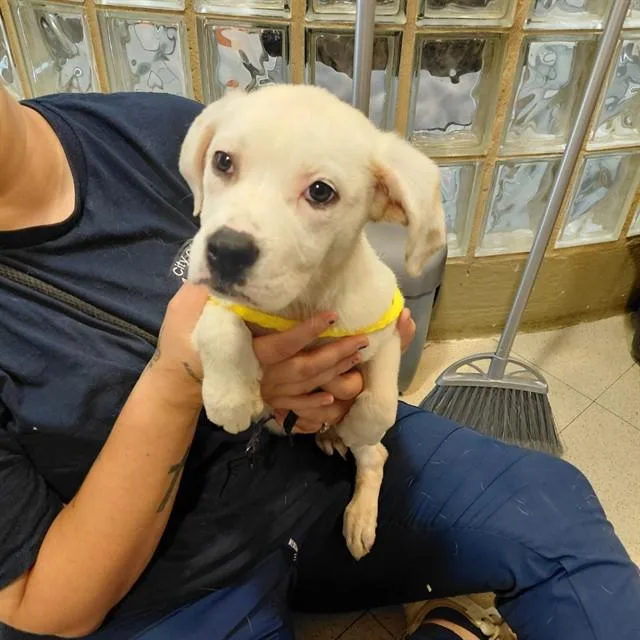 A baby small-sized female Labrador Retriever dog named Amelia for adoption in Huntsville, AL