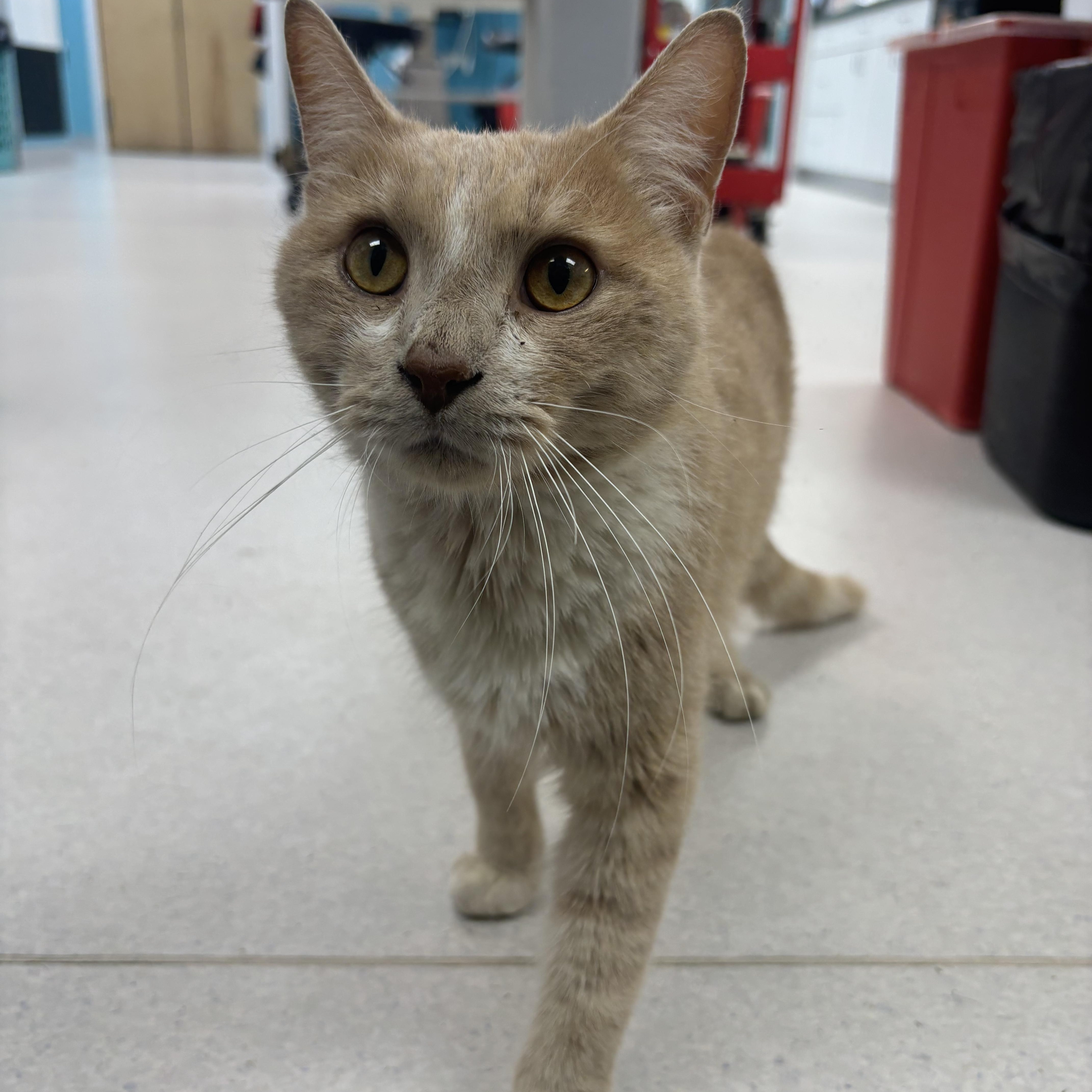 A young medium-sized male Buff & White Domestic Short Hair cat named Ray Charles A for adoption in Bristow, VA