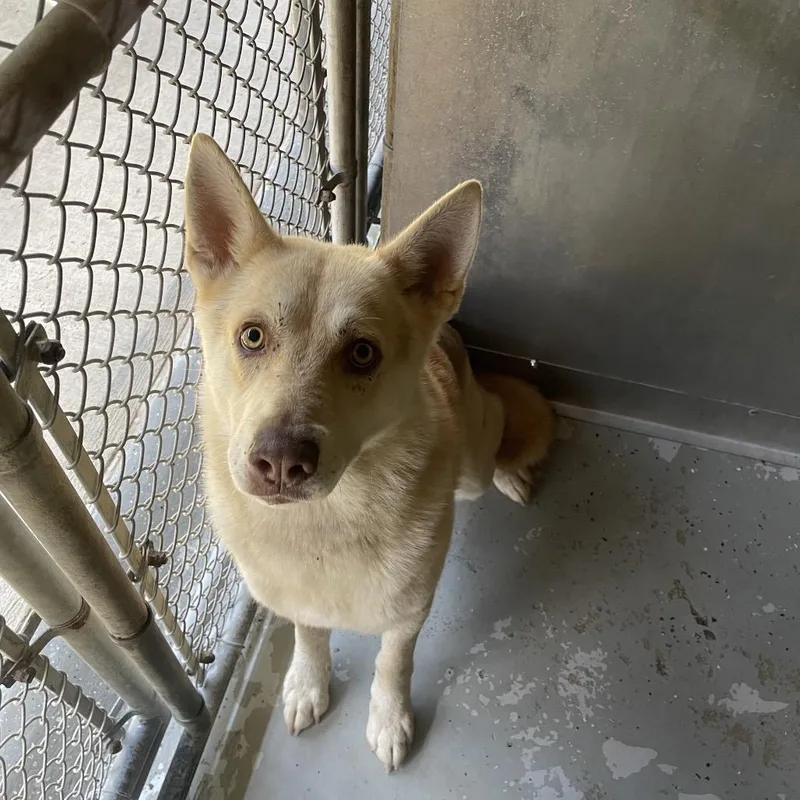 An adult large-sized male Red / Chestnut / Orange Husky dog named Red for adoption in Galax, VA