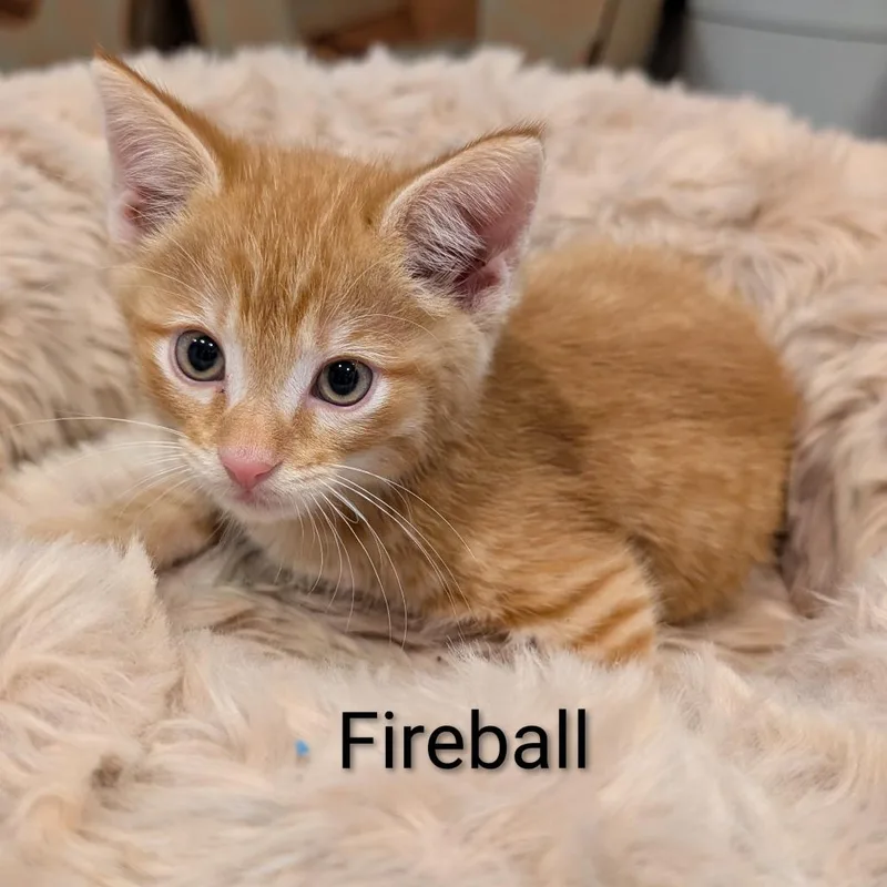 A baby small-sized male Orange / Red Domestic Short Hair cat named Fireball for adoption in Roselle, IL