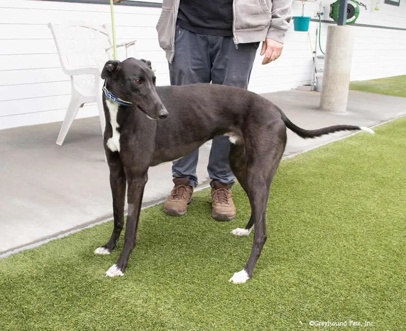An adult large-sized male Greyhound dog named Earth for adoption in Woodinville, WA