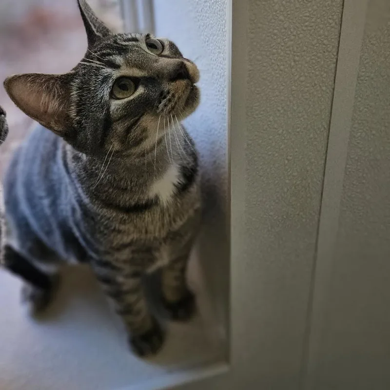 An adult medium-sized male Brown / Chocolate Domestic Short Hair cat named Novak for adoption in Brighton, MO