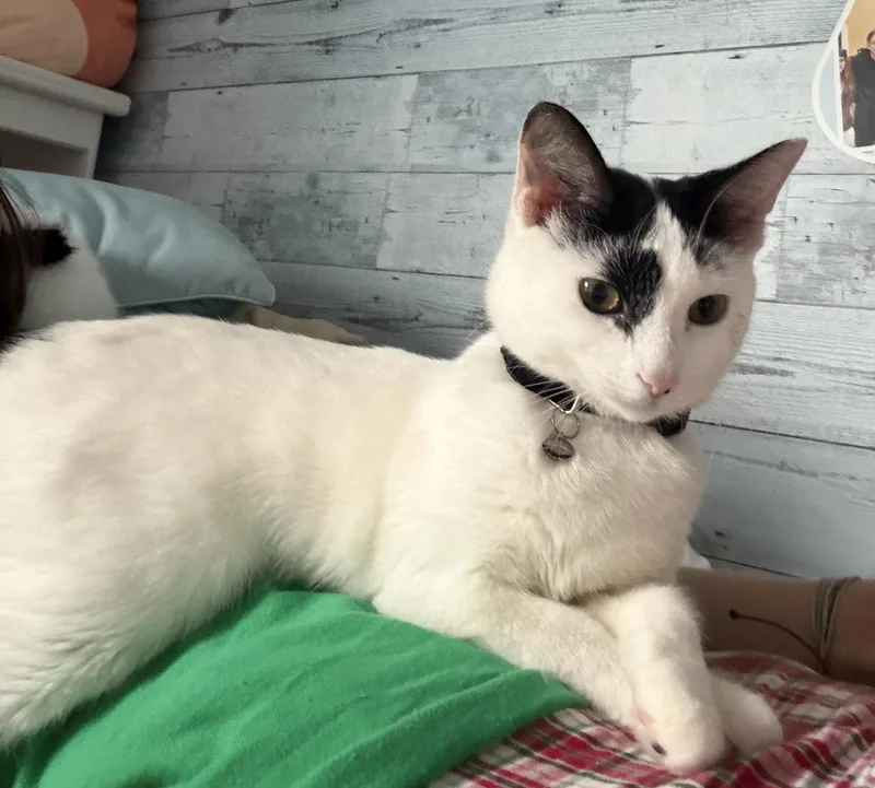 A baby medium-sized female Black & White / Tuxedo Domestic Short Hair cat named Chateaux for adoption in Island Lake, IL