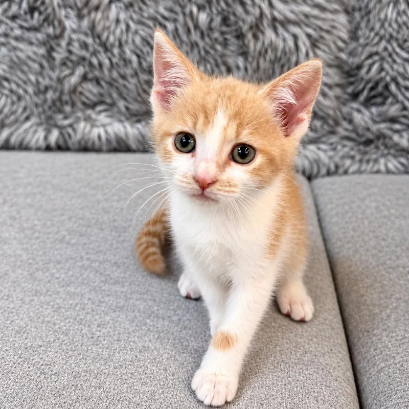 A baby small-sized male Cream / Ivory Domestic Short Hair cat named Biscuit for adoption in Silver Spring, MD