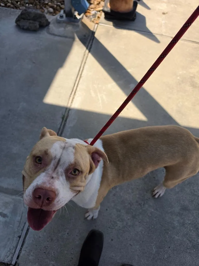 A young medium-sized male Pit Bull Terrier dog named Angel for adoption in Rockport, TX