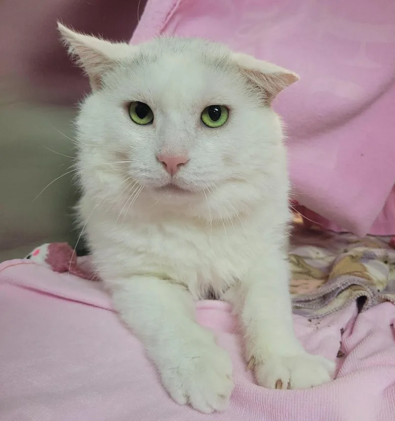 An adult large-sized male White Domestic Short Hair cat named Lagoon for adoption in Plover, WI