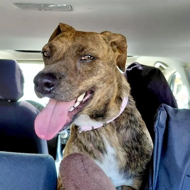 A young medium-sized female Brindle German Shepherd Dog dog named Mama Coco for adoption in Santa Monica, CA