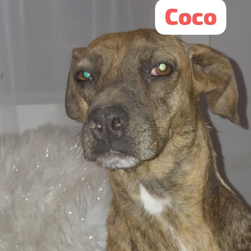 Mama Coco thumbnail 2