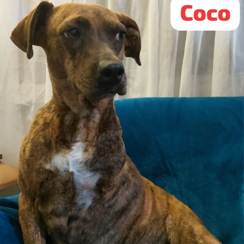 Mama Coco thumbnail 4
