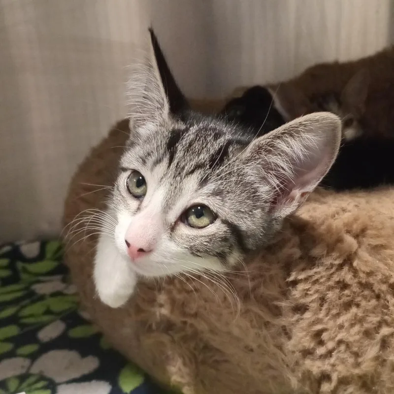 A baby small-sized female Gray / Blue / Silver Domestic Short Hair cat named Margot for adoption in Tampa, FL