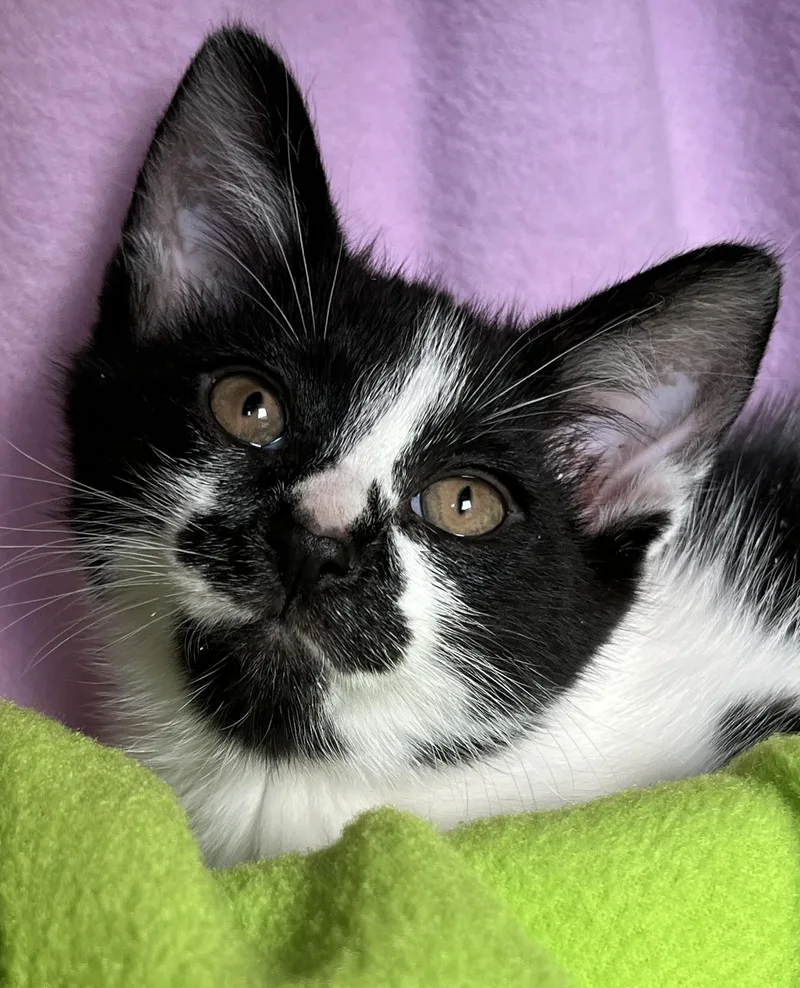 A baby medium-sized male Domestic Short Hair cat named Moose for adoption in Hood RIver, OR