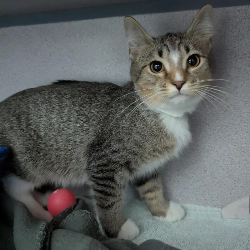 A baby small-sized female Domestic Short Hair cat named Kahlo for adoption in Evansville, IN