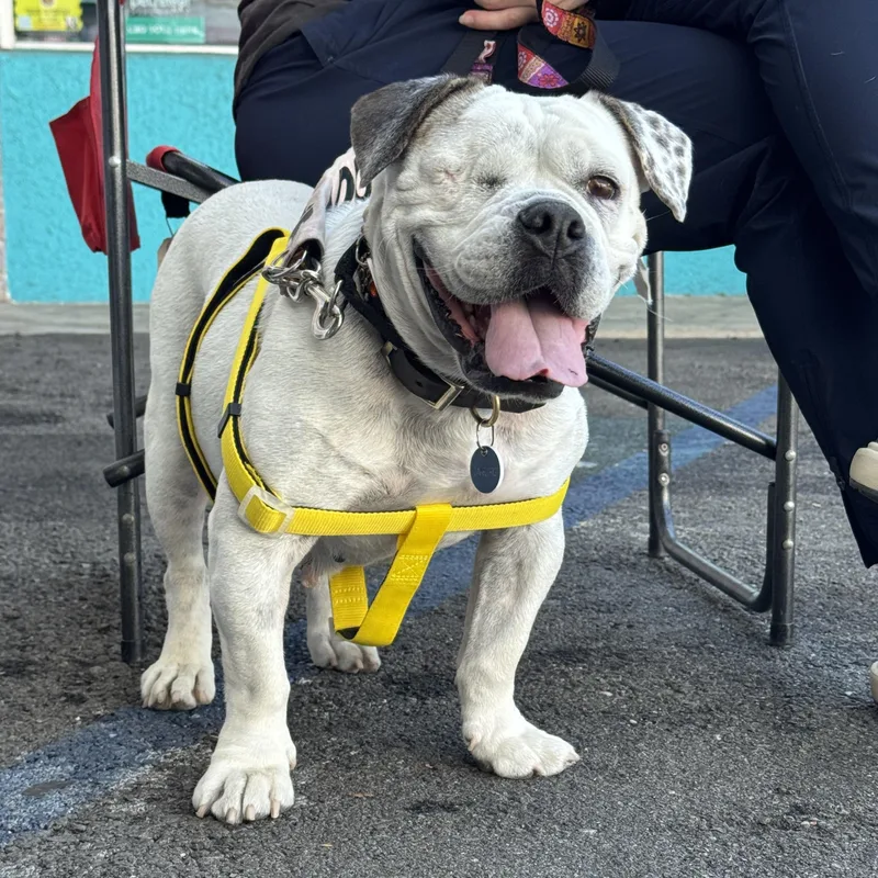 Lollipop thumbnail 3