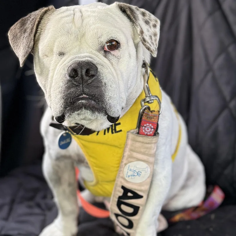 Lollipop thumbnail 4