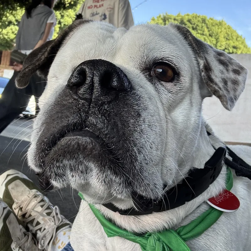 Lollipop thumbnail 5