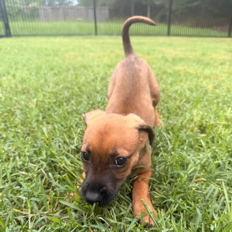 A baby medium-sized male Mixed Breed dog named Dobby for adoption in Durham, NC