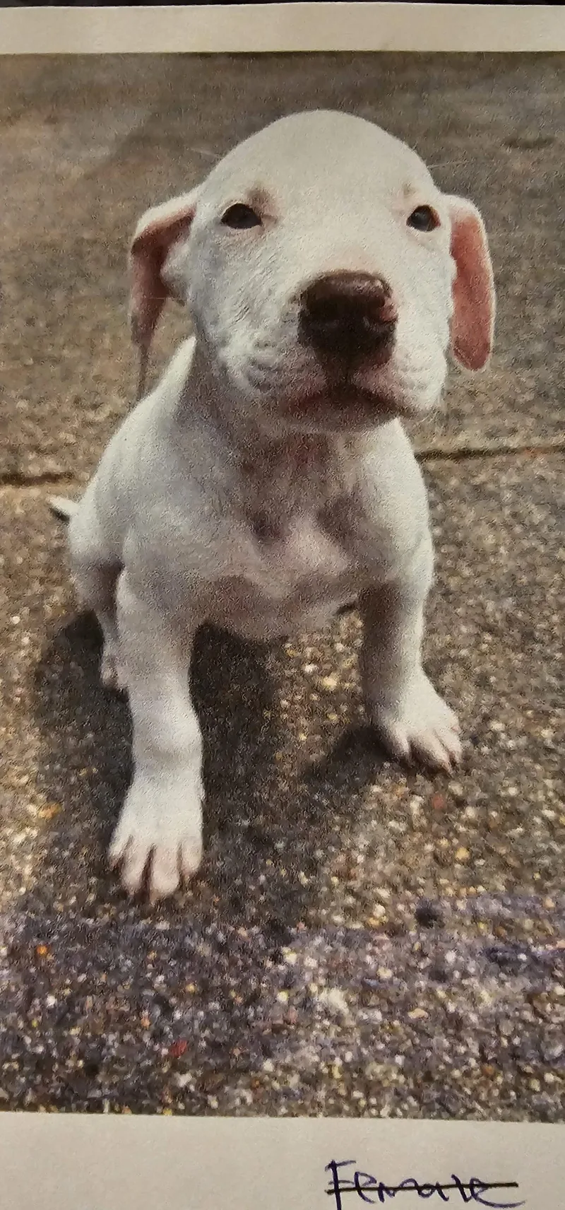 A baby small-sized male Yellow / Tan / Blond / Fawn Pit Bull Terrier dog named Jack Bigfoot for adoption in Biloxi, MS