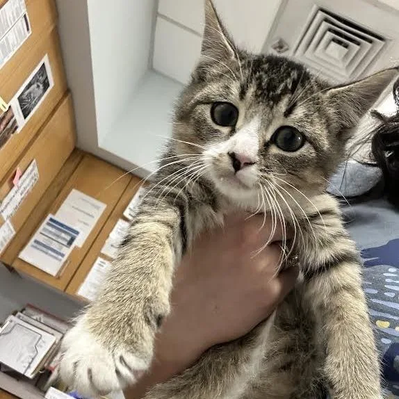 A baby small-sized female Brown / Chocolate Domestic Short Hair cat named Ernie for adoption in Durango, CO
