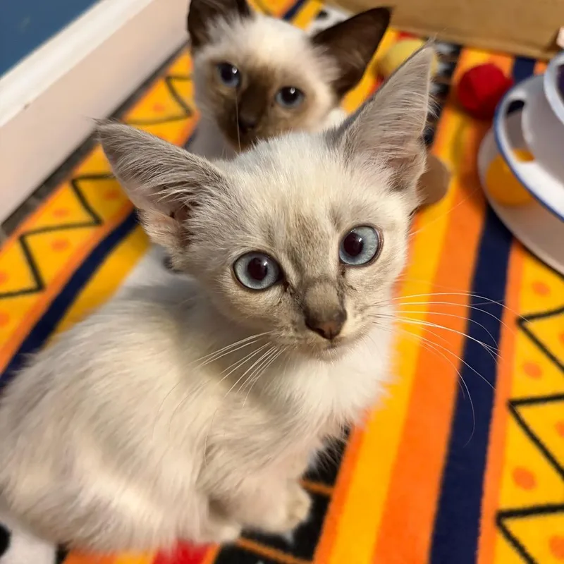 A baby small-sized female Domestic Short Hair cat named Dolly for adoption in Fairfax, VA