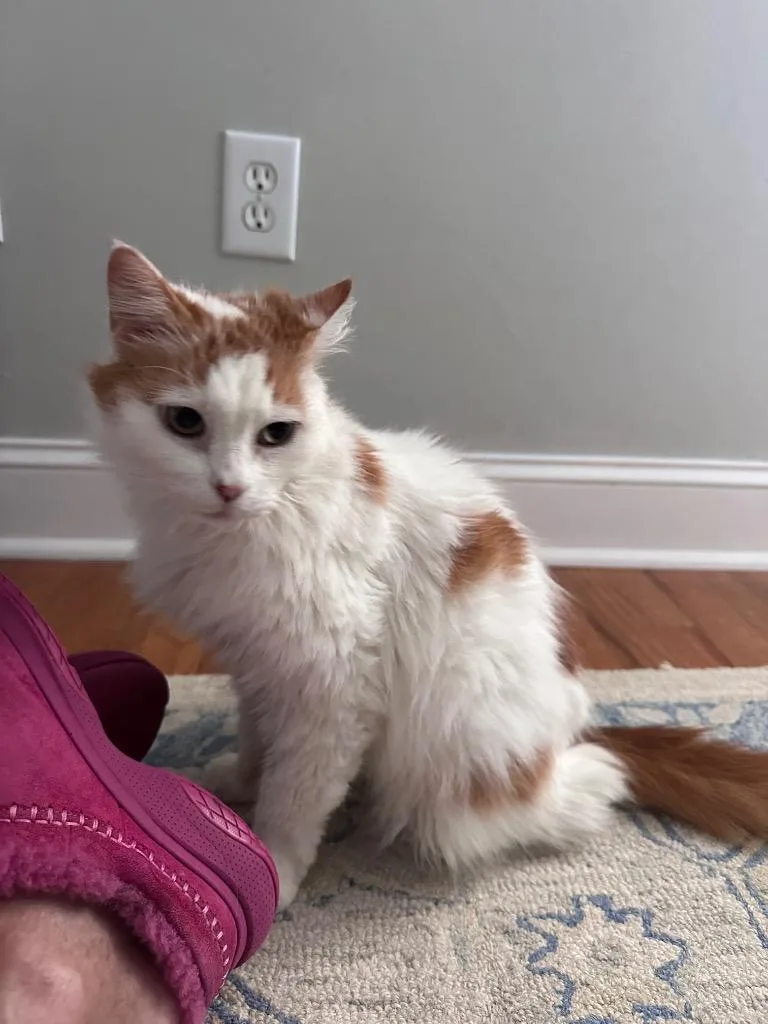 A senior small-sized female Domestic Long Hair cat named Beauty for adoption in Newnan, GA