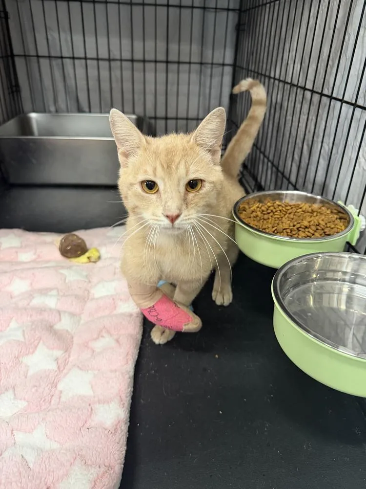 An adult medium-sized male Domestic Short Hair cat named Tippy for adoption in Emerald Isle, NC
