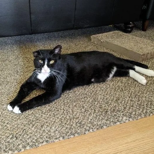 Guinness thumbnail 3