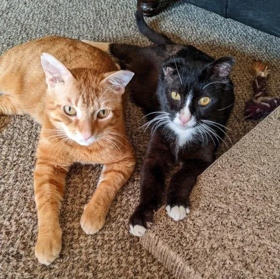 Guinness thumbnail 4