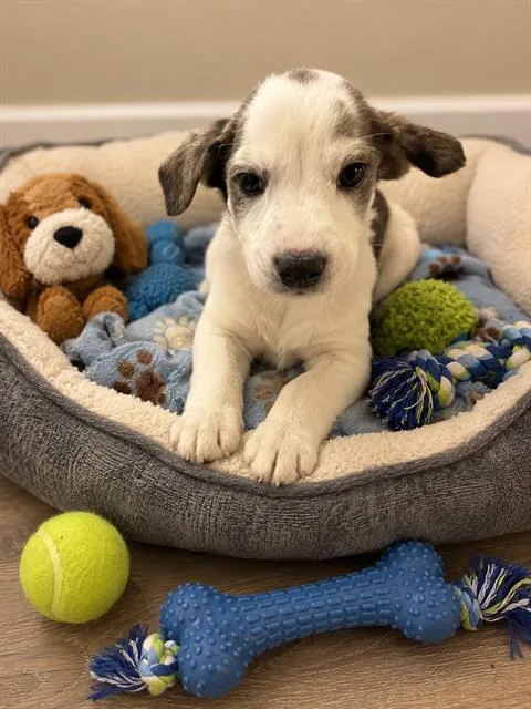 A baby small-sized male Australian Cattle Dog / Blue Heeler dog named Patches for adoption in Globe, AZ