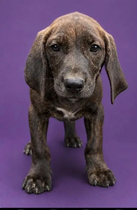 A baby medium-sized male Brindle Beagle dog named Pond for adoption in Watertown, CT