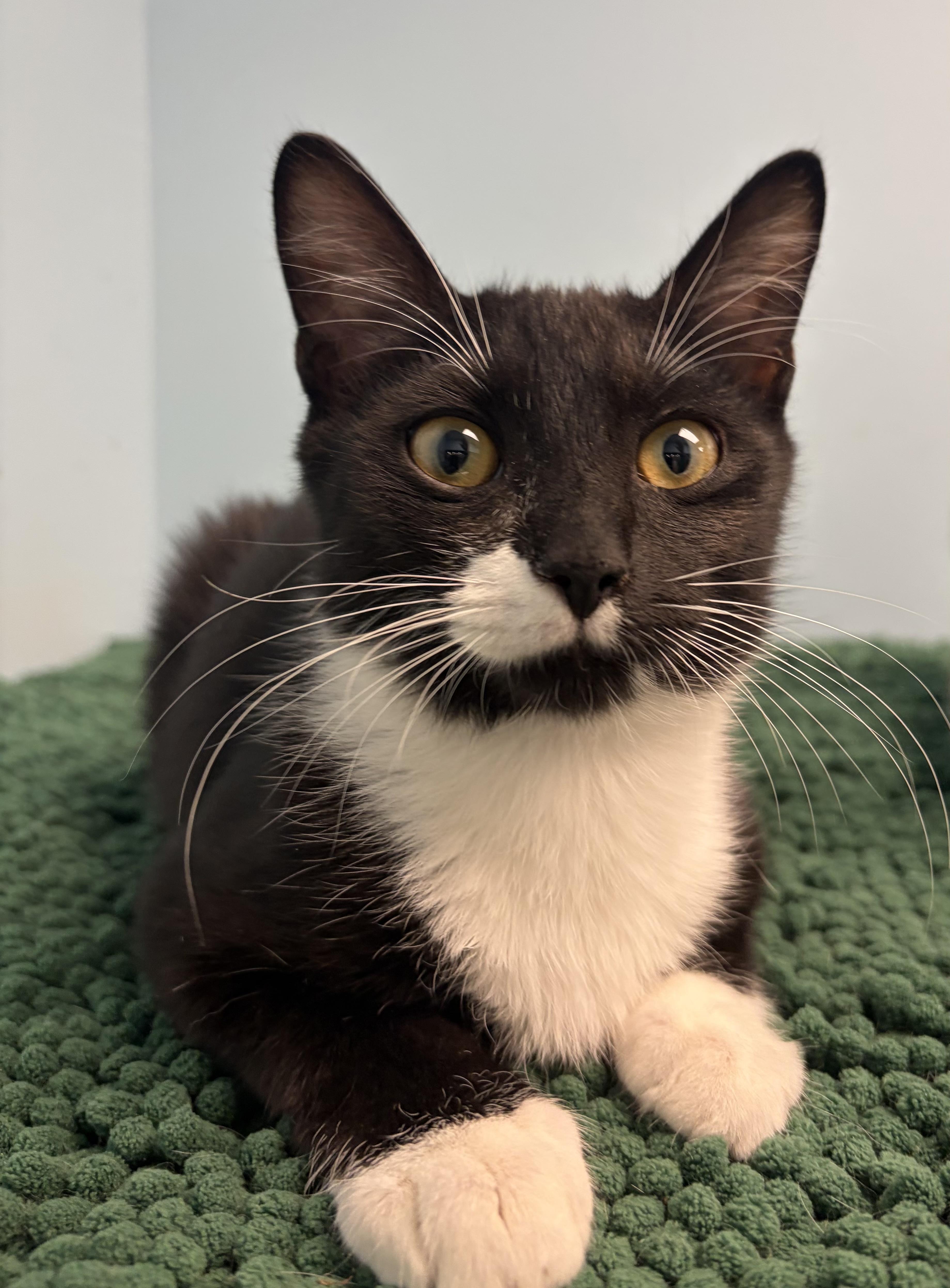 A baby medium-sized male Black & White / Tuxedo Domestic Short Hair cat named William for adoption in Smithfield, NC