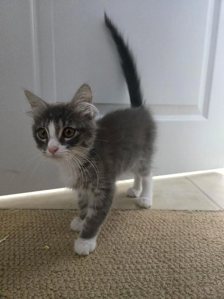 A baby medium-sized male Domestic Short Hair cat named Sprout for adoption in Oceanside, CA