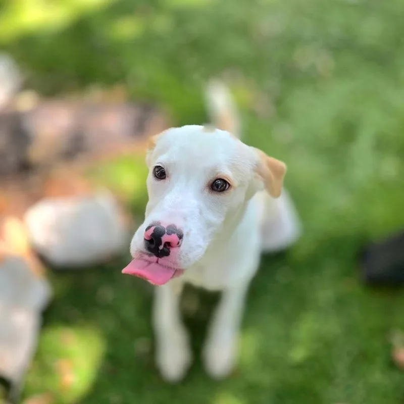 A baby small-sized female White / Cream Mixed Breed dog named D for adoption in Port Charlotte, FL