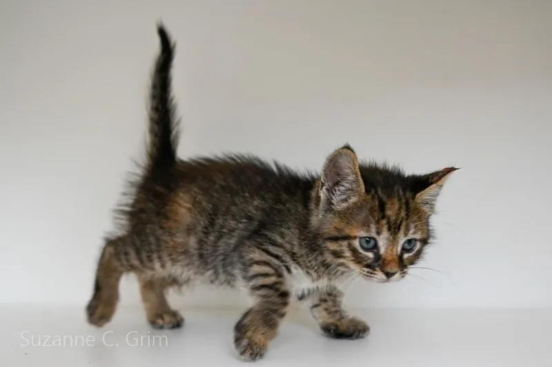 A baby small-sized female Domestic Short Hair cat named Nova for adoption in New Orleans, LA