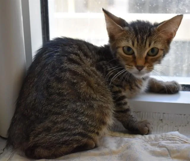 A baby small-sized female Domestic Short Hair cat named Beth for adoption in Sarasota, FL