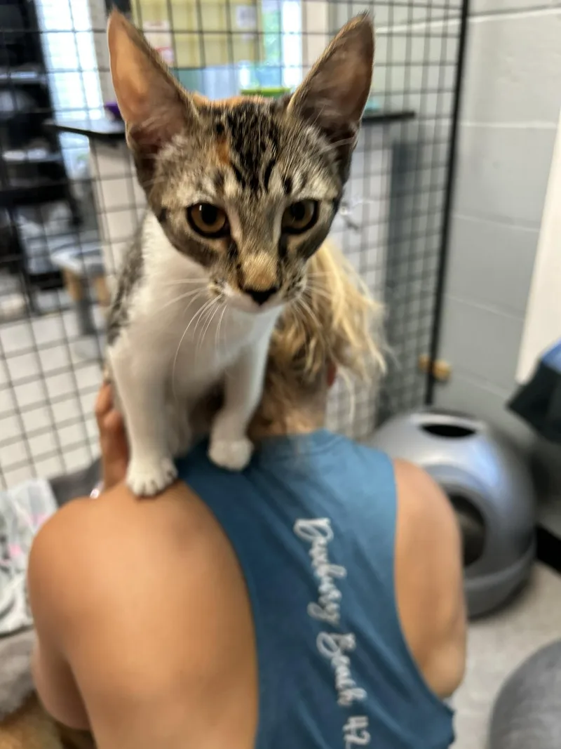 A young medium-sized female Calico cat named Mocha for adoption in Sudbury, MA