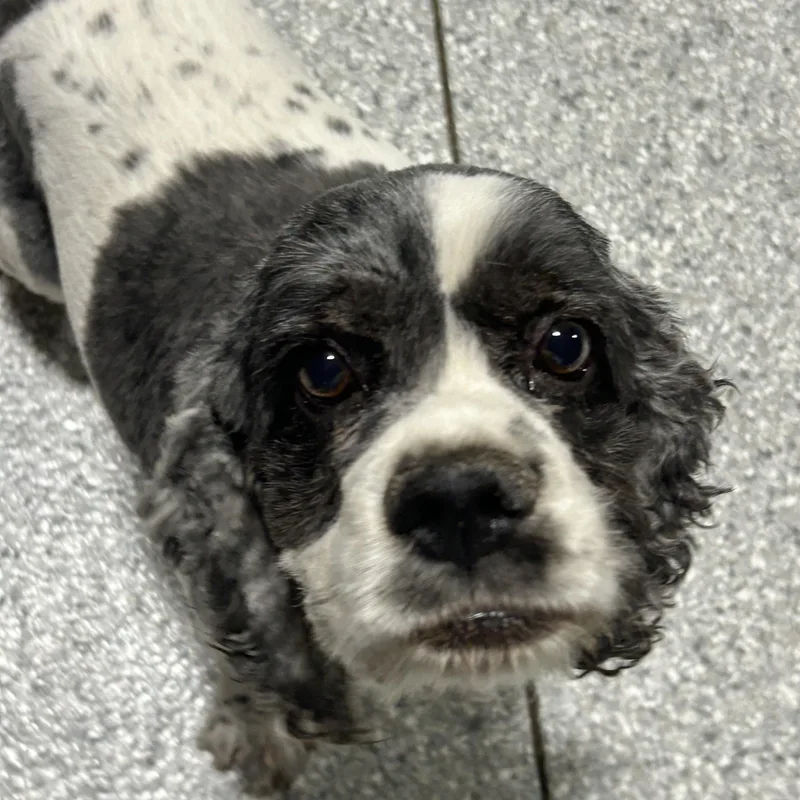 An adult small-sized female Merle (Blue) Cocker Spaniel dog named Tricia for adoption in Antwerp, OH
