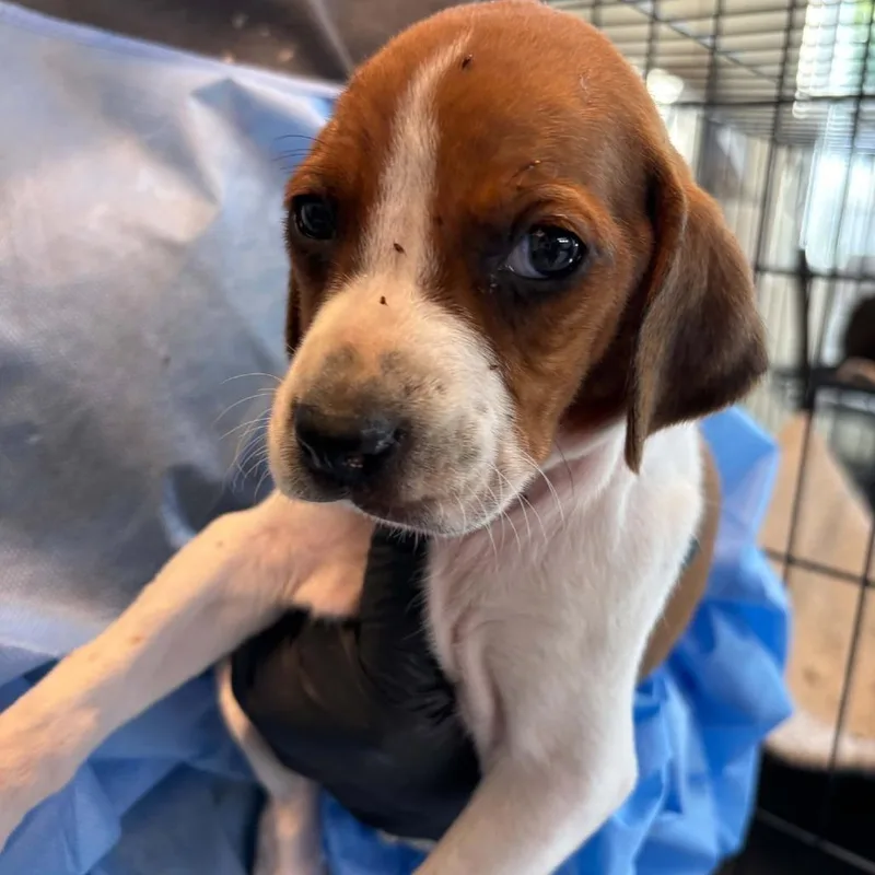 A baby small-sized female Brown / Chocolate Mixed Breed dog named Capital One for adoption in Huntington, WV