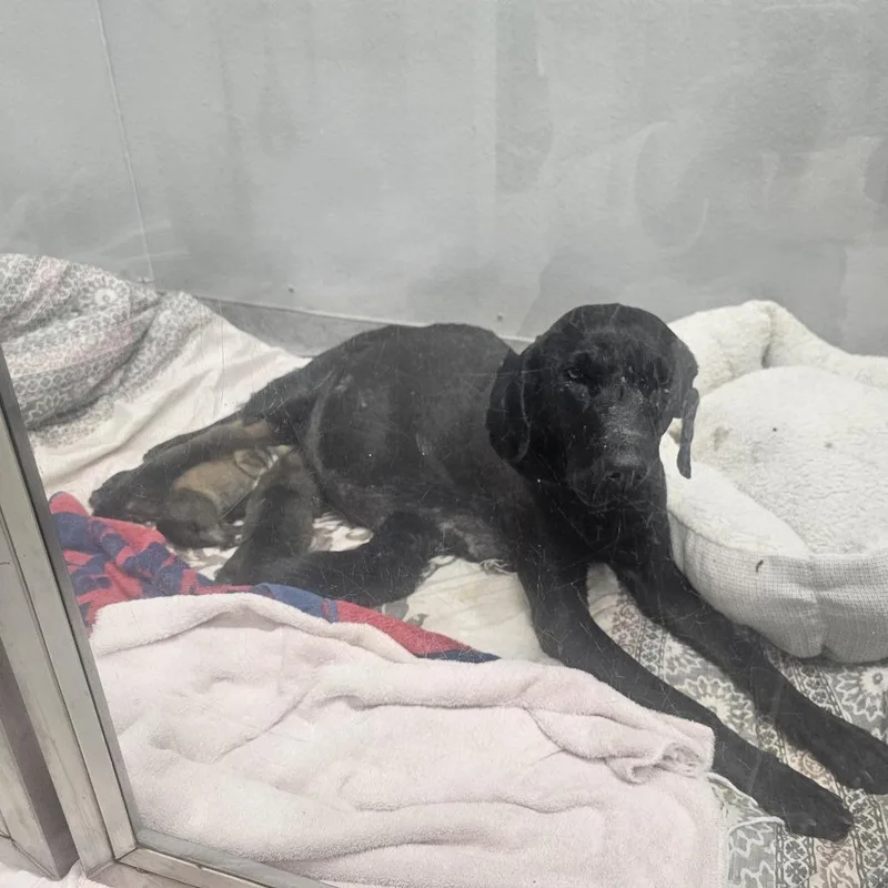 An adult large-sized female Black Retriever dog named Nova Lee for adoption in Wadena, MN