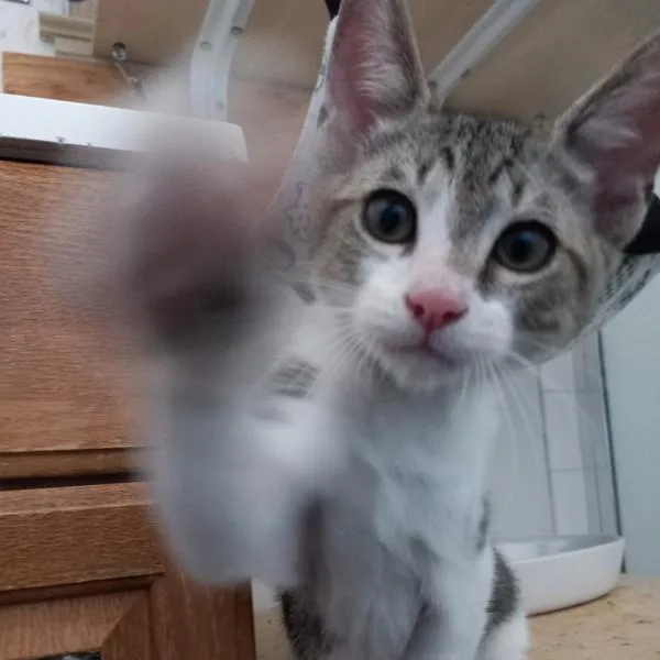 A baby small-sized male Domestic Short Hair cat named Cordyceps for adoption in Dublin, CA