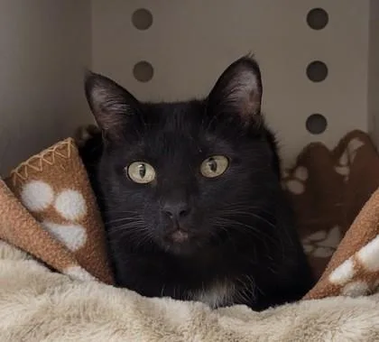 An adult medium-sized female Domestic Short Hair cat named Ivy for adoption in Kalispell, MT